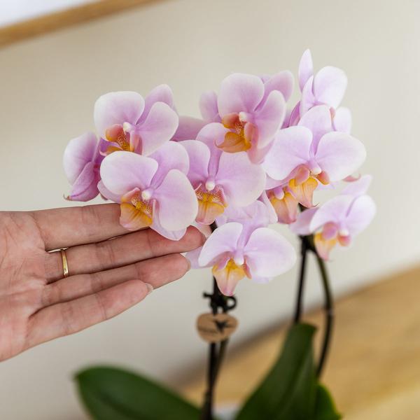 2x Nachtfalterorchidee rosa – Phalaenopsis Orchidee – Andorra – ↕ ca. 35–45 cm – Ø 9 cm – COMBI DEAL