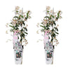 2x Sternjasmin – Trachelospermum 'Star of Ibiza' – ↕ 65 cm – Ø 15 cm