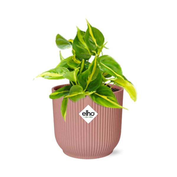 Philodendron Scandens Brasil - ↕ ca. 20 cm - Ø 14 cm | ELHO Vibes Fold Übertopf rosa