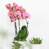 Nachtfalterorchidee - 2x Phalaenopsis rosa - KOMBI ANGEBOT - Ø 12 cm