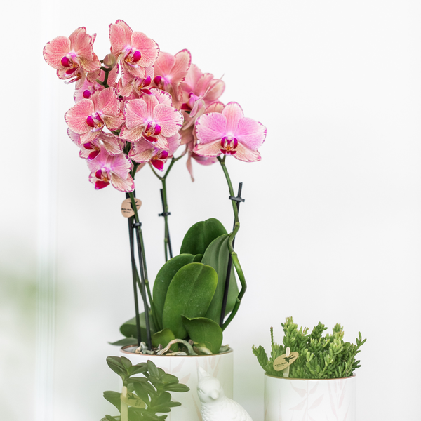 Nachtfalterorchidee - 2x Phalaenopsis rosa - KOMBI ANGEBOT - Ø 12 cm