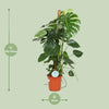 Fensterblatt - Monstera Deliciosa - ↕ 105 cm - Ø 24 cm