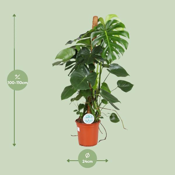 Fensterblatt - Monstera Deliciosa - ↕ 105 cm - Ø 24 cm