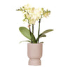 Nachtfalterorchidee - gelbe Phalaenopsis-Orchidee - Ø 9 cm | inkl. Diabolo-Topf