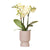 Nachtfalterorchidee - gelbe Phalaenopsis-Orchidee - Ø 9 cm | inkl. Diabolo-Topf