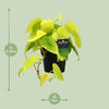 Philodendron Lime - ↕ 25 cm - Ø 12 cm
