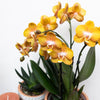 Nachtfalterorchidee - Phalaenopsis orange Las Vegas - ↕ 35 cm - Ø 12 cm | im goldenen Groove-Ziertopf Ø 12 cm