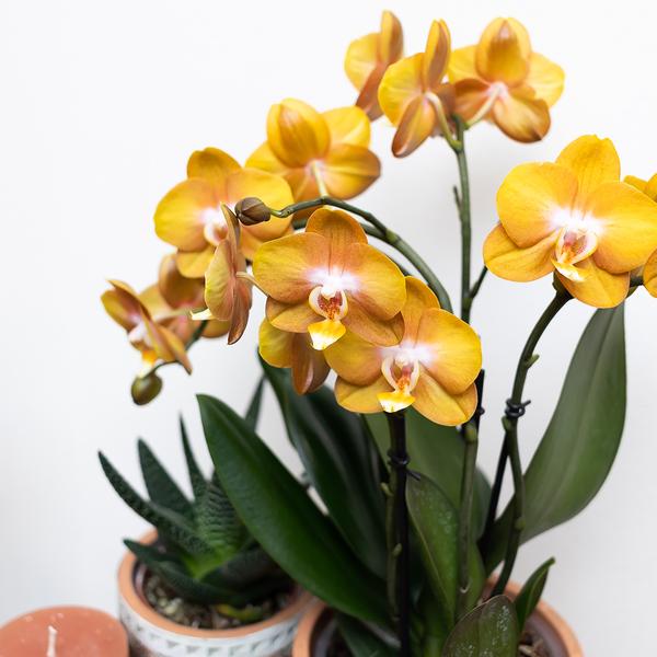 Nachtfalterorchidee - Phalaenopsis orange Las Vegas - ↕ 35 cm - Ø 12 cm | im goldenen Groove-Ziertopf Ø 12 cm