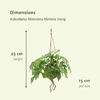 2x Fensterblatt - Monstera Minima - ↕ 25 cm - Ø 15 cm | Kokodama Hängetopf