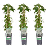 3x Kletterhortensie – Hydrangea petiolaris – ↕ 65 cm – Ø 15 cm