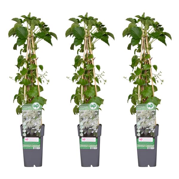 3x Kletterhortensie – Hydrangea petiolaris – ↕ 65 cm – Ø 15 cm
