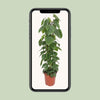 Philodendron Scandens - ↕ 120 cm - Ø 24 cm