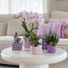 Nachtfalterorchidee - Phalaenopsis Portugal Rosa - ↕ 40 cm - Ø 9 cm