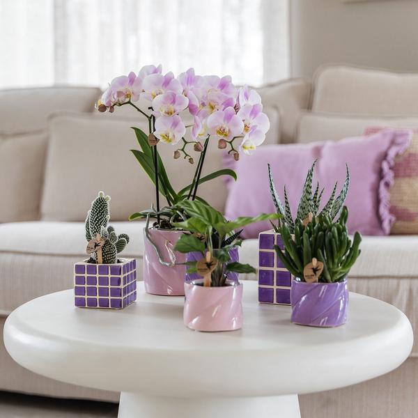 Nachtfalterorchidee - Phalaenopsis Portugal Rosa - ↕ 40 cm - Ø 9 cm