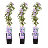 3x Clematis Justa – ↕ 65 cm – Ø 15 cm