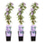 3x Clematis Justa – ↕ 65 cm – Ø 15 cm
