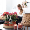 Nachtfalterorchidee - 2er-COMBI-DEAL rote Phalaenopsis - ↕ 40 cm - Ø 9 cm