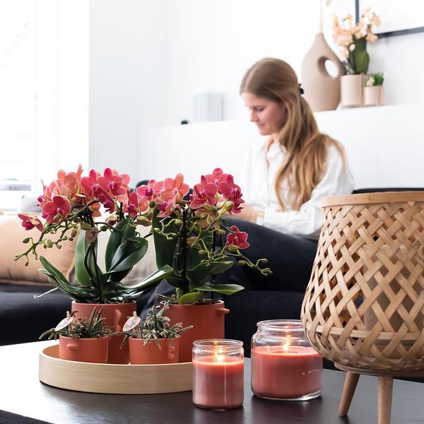 Nachtfalterorchidee - 2er-COMBI-DEAL rote Phalaenopsis - ↕ 40 cm - Ø 9 cm