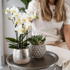 Nachtfalterorchidee weiß – Phalaenopsis Orchidee – Amabilis – ↕ 35 cm – Ø 9 cm | Elite-Topf Silber