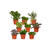 18x Sukkulenten - Mix – ↕ 10 cm – Ø 8,5 cm