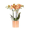 Nachtfalterorchidee - Phalaenopsis Orange - ↕ 40 cm - Ø 9 cm | Painted Stripe-Topf Orange