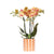 Nachtfalterorchidee - Phalaenopsis Orange - ↕ 40 cm - Ø 9 cm | Painted Stripe-Topf Orange
