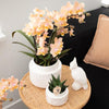 Nachtfalterorchidee – Überraschungsbox Mix – 4 verschiedene Phalaenopsis Orchideen