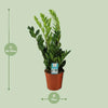 Glücksfeder - Zamioculcas Zamiifolia - ↕ 65 cm - Ø 17 cm