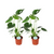 2x Fensterblatt - Monstera Deliciosa- ↕ 45 cm - Ø 14 cm