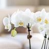 Orchideen - Überraschungsbox Mix - mit 4 verschiedenen Orchideen