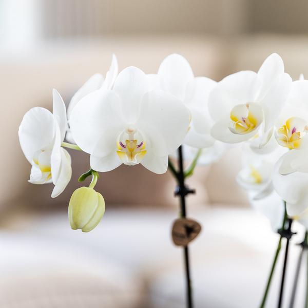 Orchideen - Überraschungsbox Mix - mit 4 verschiedenen Orchideen