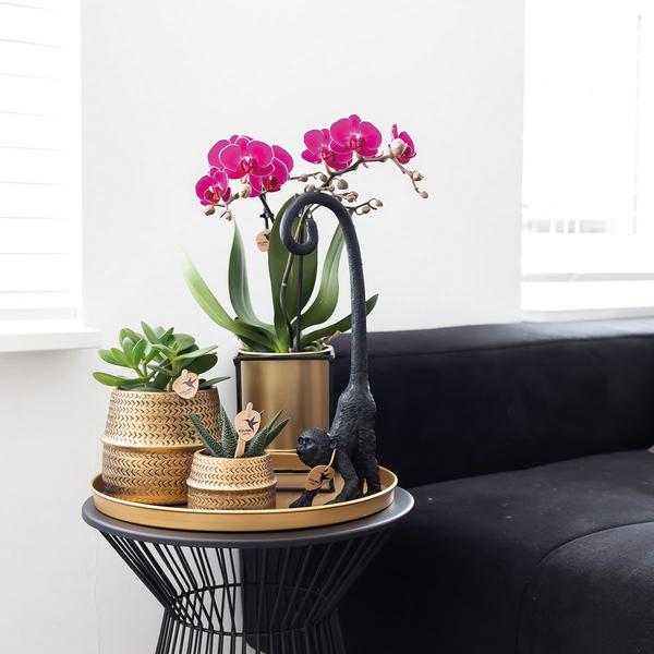Nachtfalterorchidee - Phalaenopsis - ↕ 35 cm - Ø 9 cm | im goldenen Groove-Ziertopf