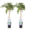 2x Glyzinie – Wisteria sinensis 'Prolific' – ↕ 65 cm – Ø 15 cm