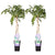 2x Glyzinie – Wisteria sinensis 'Prolific' – ↕ 65 cm – Ø 15 cm