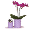 Nachtfalterorchidee - 2er-Geschenkset Optimismus Klein Lila - auf weißem organischen Tablett
