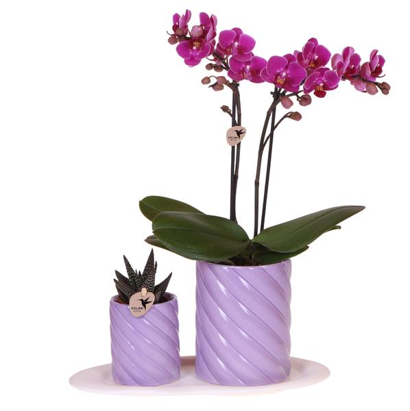 Nachtfalterorchidee - 2er-Geschenkset Optimismus Klein Lila - auf weißem organischen Tablett