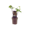 Ficus Bornholm – Zierfeige im Topf – ↕ 40 cm – Ø 15 cm