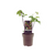 Ficus Bornholm – Zierfeige im Topf – ↕ 40 cm – Ø 15 cm