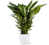 Einblatt - Spathiphyllum Sweet Sebastiano - ↕ 110 cm - Ø 24 cm | Brussels Übertopf weiß – ↕ 23 cm – Ø 25 cm
