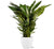 Einblatt - Spathiphyllum Sweet Sebastiano - ↕ 110 cm - Ø 24 cm | Brussels Übertopf weiß – ↕ 23 cm – Ø 25 cm