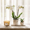 Pflanzenset Le Chic Small – Phalaenopsis Amabilis weiß & Sukkulente – inkl. Keramiktöpfe auf organischem Tablett Creme