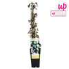Efeu – Hedera helix Goldheart – ↕ 65 cm – Ø 15 cm