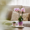 Pflanzenset Valentinstag 'Gradience Pink' – Phalaenopsis Orchidee Andorra rosa & Sukkulente – inkl. Keramik-Dekotöpfe