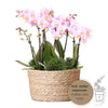 Pflanzenset rosa – 3x Nachtfalterorchidee Andorra 9 cm & 3x Grünpflanzen – inkl. Schilfkorb mit Wassertank – Dschungelstrauß Rosa