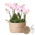Pflanzenset rosa – 3x Nachtfalterorchidee Andorra 9 cm & 3x Grünpflanzen – inkl. Schilfkorb mit Wassertank – Dschungelstrauß Rosa