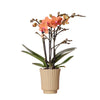 Nachtfalterorchidee orange – Phalaenopsis Orchidee – Mineral Bolzano – ↕ ca. 35–45 cm – Ø 9 cm | Retro-Topf Khaki