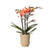 Nachtfalterorchidee orange – Phalaenopsis Orchidee – Mineral Bolzano – ↕ ca. 35–45 cm – Ø 9 cm | Retro-Topf Khaki