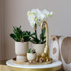 Nachtfalterorchidee - Phalaenopsis - ↕ ca. 40 cm - Ø 9 cm | 3er-Set Luxury Living inkl. Keramik-Ziertöpfen