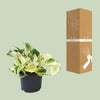 Efeutute – Epipremnum Happy Leaf – ↕ 15 cm – Ø 12 cm