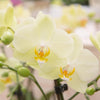 Nachtfalterorchidee gelb – Phalaenopsis Orchidee – ↕ ca. 35–45 cm – Ø 9 cm